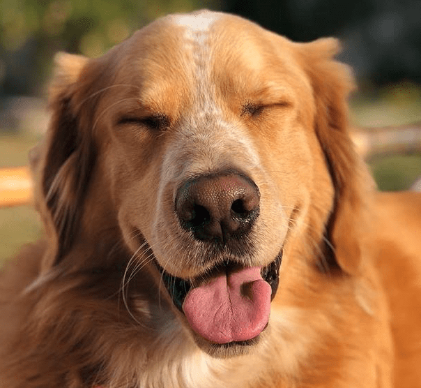 Available_dog