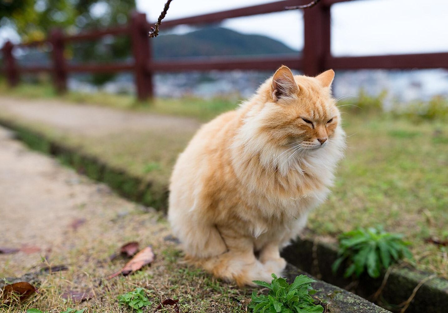 street-cat-at-park